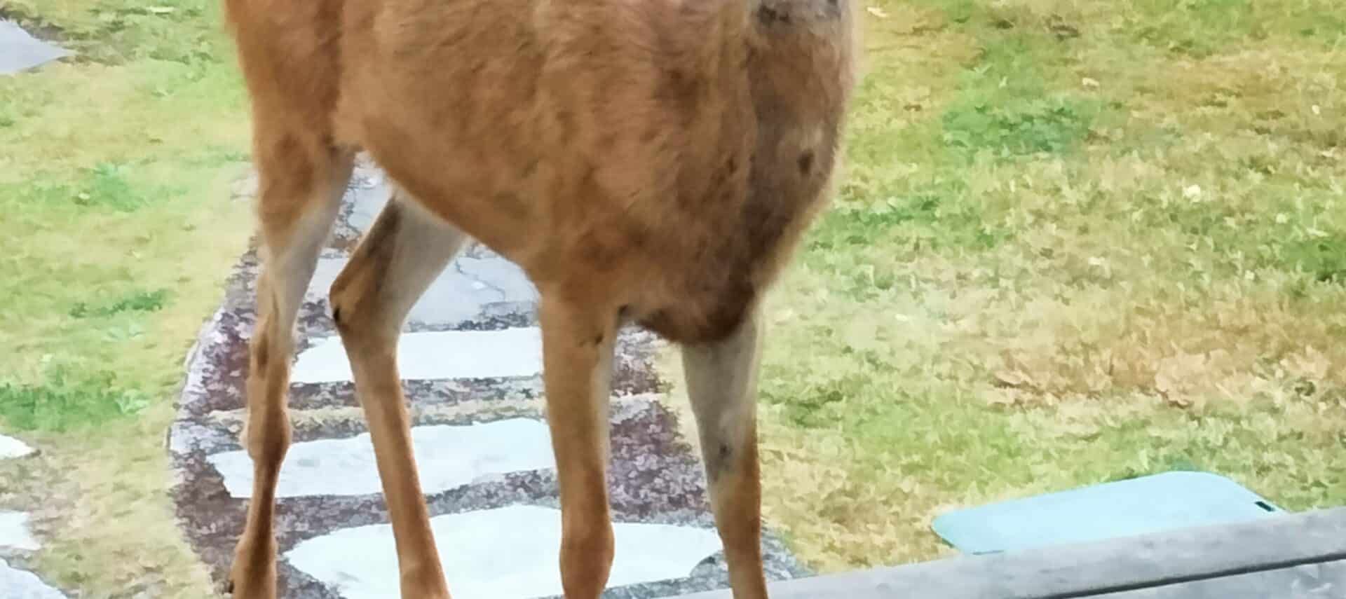 small male deer standing by side door