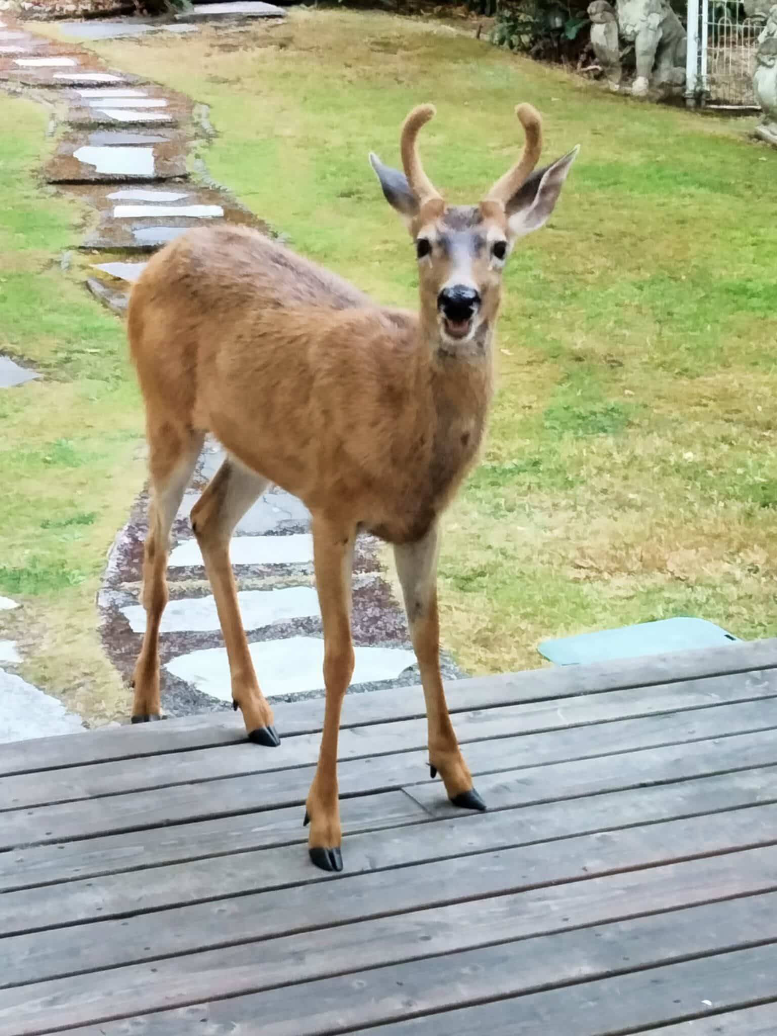 small male deer standing by side door