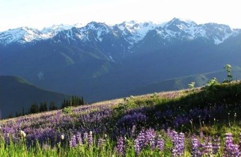 Expansive ridge with purple wildflowers and snowcapped mountain range in the background