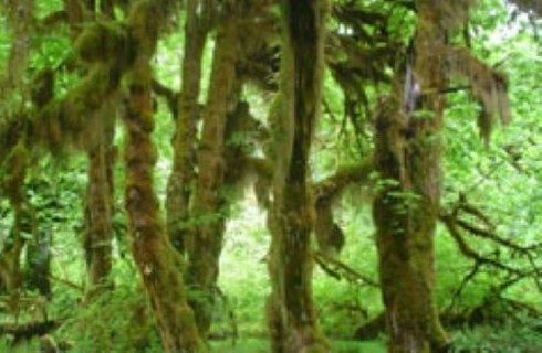 Dense rainforest trees covered in thick leaves and green moss