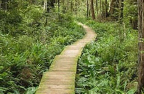 Wooden pathway through a dense wooded area with lush green plants