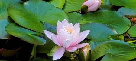 Large pink flower blooming on bright green lily pads