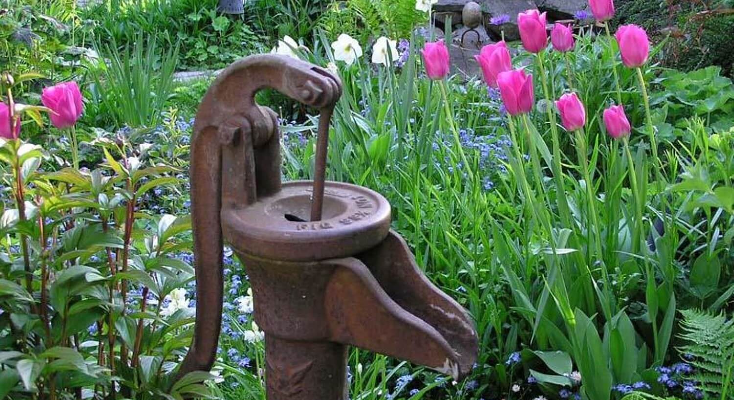 Old brown metal water pump in a garden of pink tulips