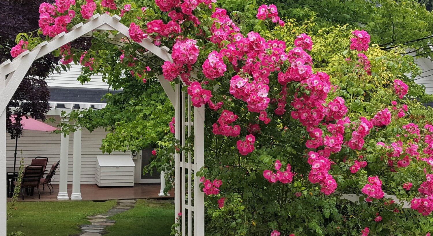 Tall white pergola gate surrounded by a large bush full of bright pink flowers with a white house in the background