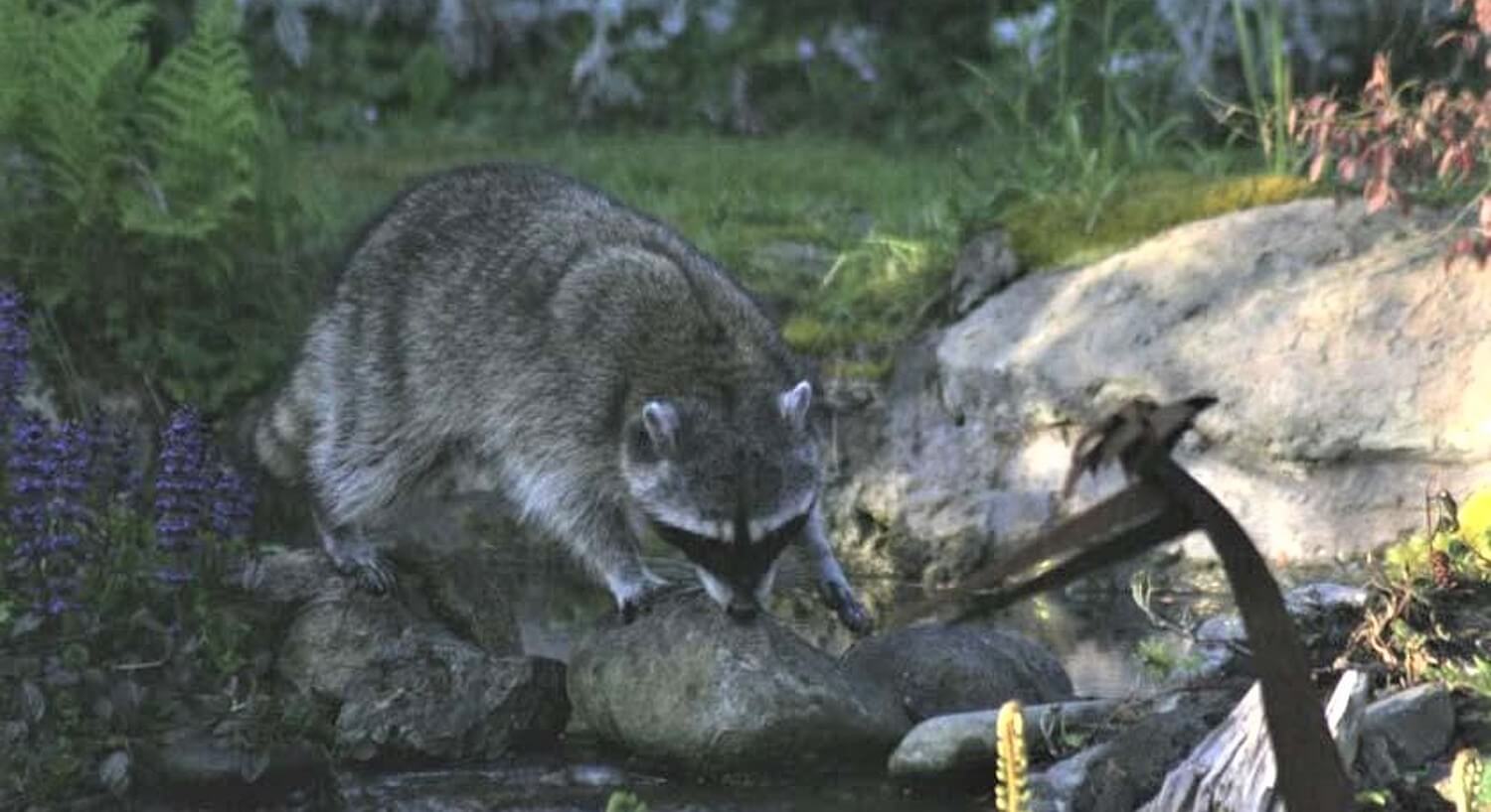  Large raccoon leaning over some rocks near a small pond surrounded with flowers and grass