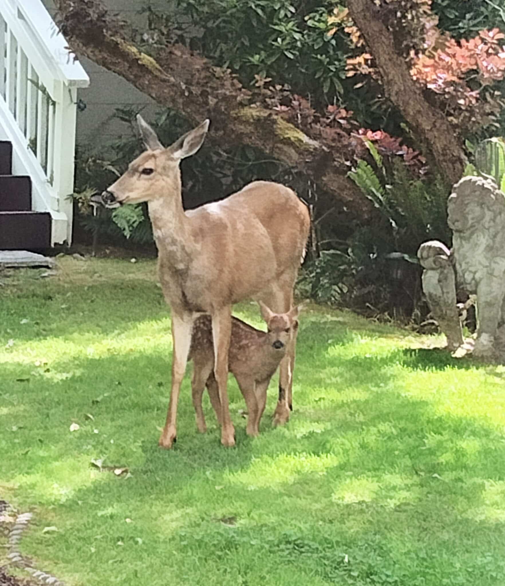 Female deer standing in garden with tiny newborn fawn standing in between her legs